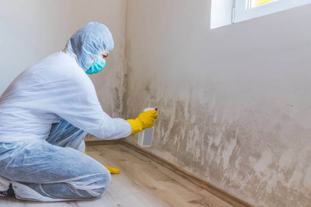Mold Documentation for Insurance Claims in Questa, NM