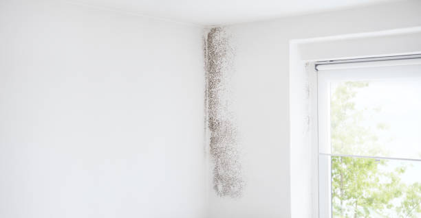 Best Mold Damage Restoration  in Questa, NM