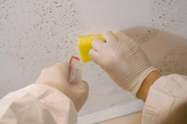 Best Water Damage & Mold Remediation  in Questa, NM