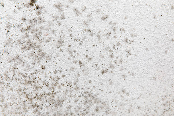 Trusted Questa, NM Mold Removal Experts