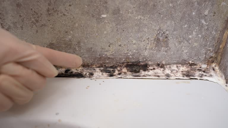 Best Environmental Consulting for Mold Prevention  in Questa, NM