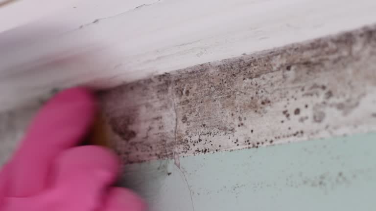Best Real Estate Mold Inspection  in Questa, NM
